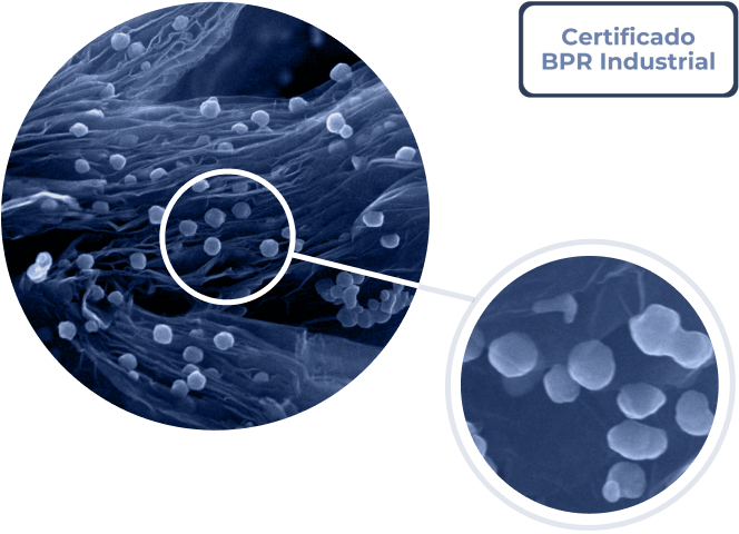 Silvercone & Silverphene | Nanomate